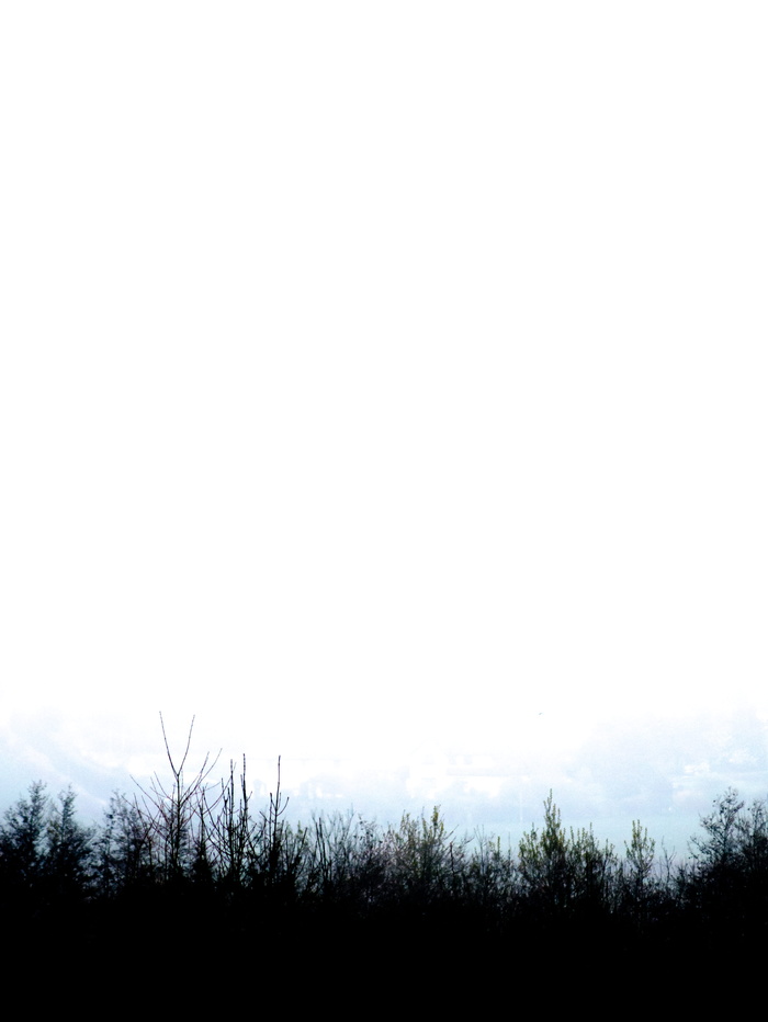 自然、户外、天气、雾、轮廓、植物、白色