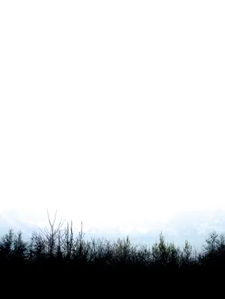 自然、户外、天气、雾、轮廓、植物、白色