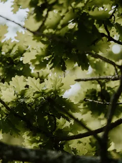 特写照片中的绿叶树 特写照片中的绿叶树