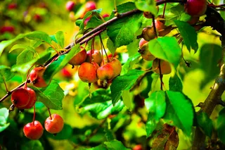 植物，水果，红色植物，增益，健康饮食，食品和饮料，食品，叶