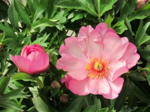 日本牡丹、粉色、英国花园、花蕾、花朵、开花植物、花瓣、新鲜度
