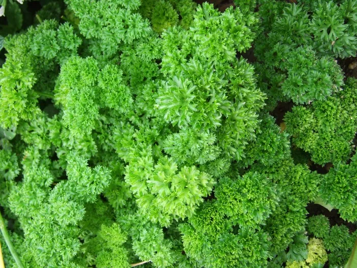 欧芹、香草、香料、绿色、植物、生长、全框架、背景