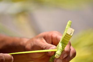 克鲁斯, 帕尔马, 星期日, 拉莫斯, 特古西加尔巴, 洪都拉斯, 人的手, 控股