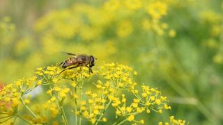 花卉、蜜蜂、大自然、pa、花卉、开花植物、动物、动物主题
