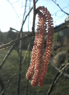 榛子,开花,开花,红色,春天,弗林桑芳,灌木,榛子 榛子,开花,开花,红色,春天,弗林桑芳,灌木,榛子
