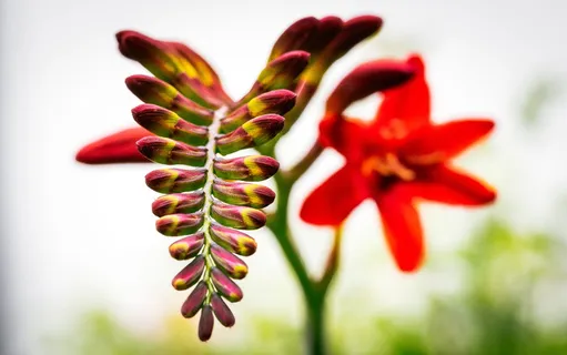 花朵，红色，植物，生长，自然之美，特写，开花植物，新鲜度