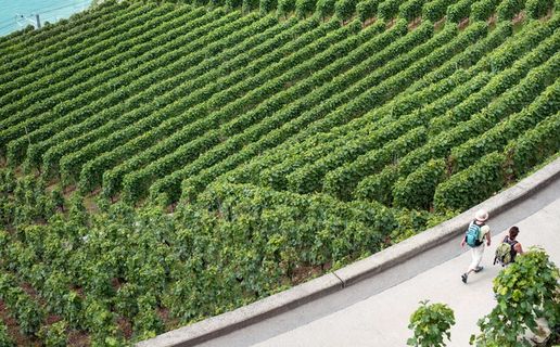 二、行走、人、身边、绿色、叶状植物、白天、田野