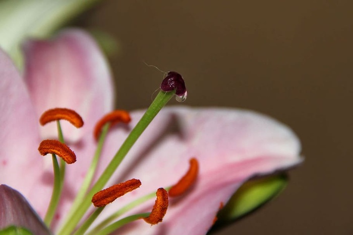 百合，雌蕊，花粉线，花粉，花蜜，花蜜，花蜜滴，花萼