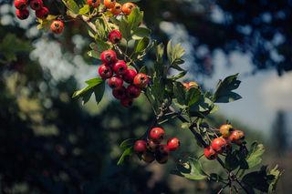 红色水果，植物，叶子，树木，植物，食品，樱桃，农产品