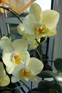 花卉,热带,植物,蝴蝶兰,花卉,兰花,蝴蝶兰,开花植物 花卉,热带,植物,蝴蝶兰,花卉,兰花,蝴蝶兰,开花植物