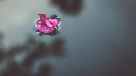 水上粉红三角梅的选择性聚焦摄影 水上粉红三角梅的选择性聚焦摄影