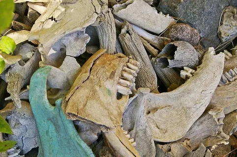 骨头基金,挖掘,头骨,骷髅,死亡,头部,凡人,死亡 骨头基金,挖掘,头骨,骷髅,死亡,头部,凡人,死亡
