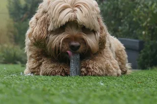 狗，冰，美味，一只动物，宠物，动物主题，家畜，草