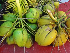 椰子，水果，绿色花束椰子，食品和饮料，食品，健康饮食，健康，绿色