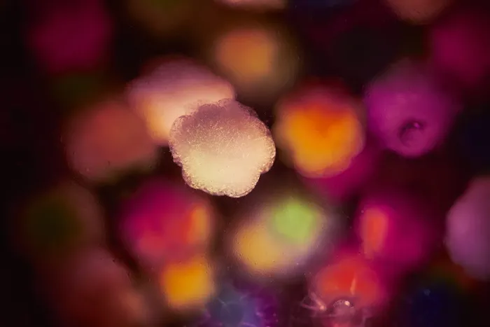 自然，户外，冰，光，雪，花粉，细胞，细胞