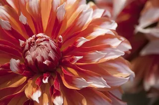 红色和白色花朵的照片