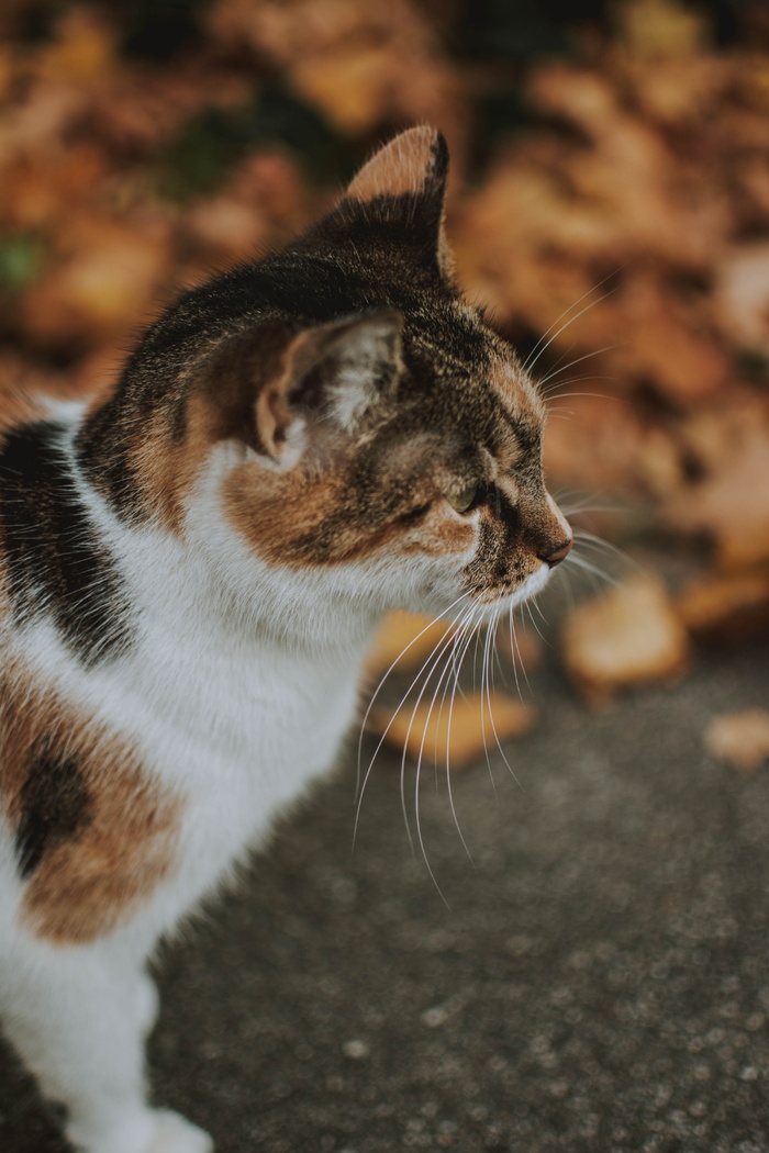 猫, 秋天, 秋天的心情, 秋天的颜色, 自然, 动物, 详细信息, 猫的