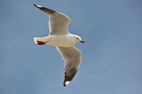 白色,鸟,飞行,特写,摄影,黑色,海鸥,滑翔 白色,鸟,飞行,特写,摄影,黑色,海鸥,滑翔
