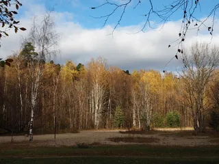 照片，漫步，树叶，秋天，公园，自然，黄叶，金色的秋天