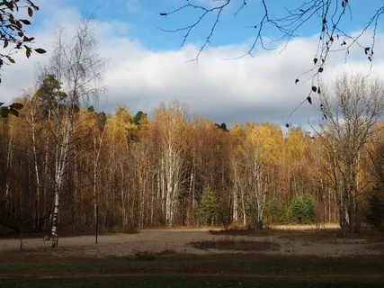 照片,漫步,树叶,秋天,公园,自然,黄叶,金色的秋天 照片,漫步,树叶,秋天,公园,自然,黄叶,金色的秋天