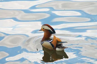 动物, 鸟类, 鸳鸯, 鸭鸳鸯, 一种动物, 动物主题, 野生动物, 鸟类