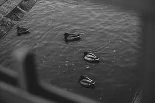 四只鸭子的灰度照片