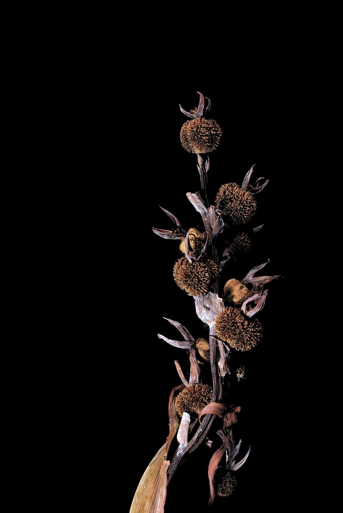 美国，德克萨斯州，花卉，礼来，干燥，死亡，死亡，枯萎