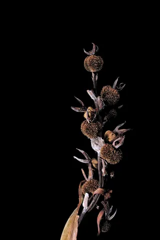 美国，德克萨斯州，花卉，礼来，干燥，死亡，死亡，枯萎