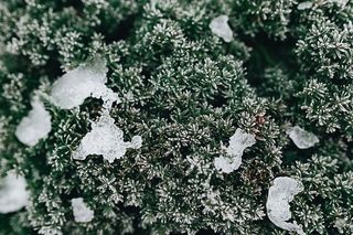 冰冻的树叶和树枝