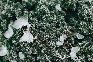 冰冻的树叶和树枝