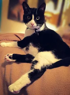 猫,家养,救援,可爱,眼睛,放松,善良,动物 猫,家养,救援,可爱,眼睛,放松,善良,动物