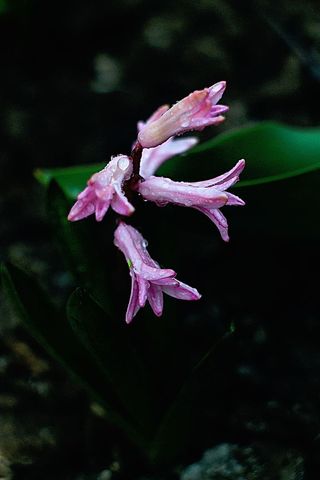 粉色开花植物，自然，叶子，绿色，花朵，粉色，水，露水