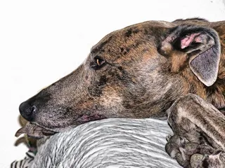 特写，照片，斑纹狗，躺着，灰色，布，头，脸