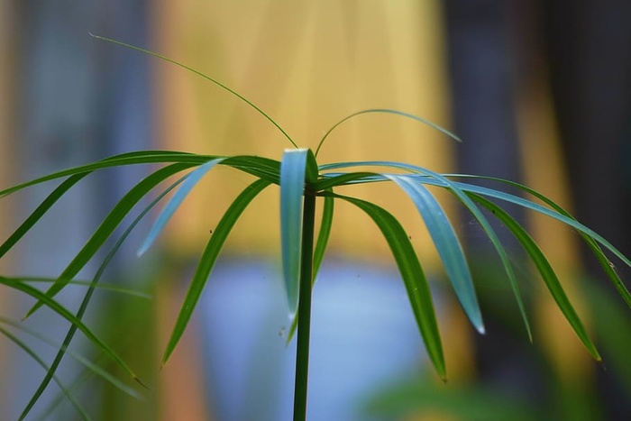 自然，植物，叶子，夏天，生长，特写，自然之美，聚焦前景