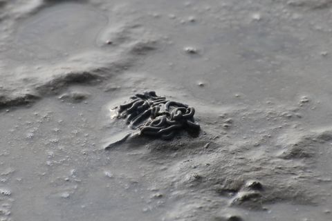 沙蚕, 瓦, 瓦登海, 桩, 北海, 瓦特蠕虫桩, 石里克, 落潮