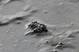 沙蚕, 瓦, 瓦登海, 桩, 北海, 瓦特蠕虫桩, 石里克, 落潮