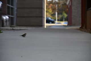 建筑，建筑结构，建筑外观，白天，没有人，脊椎动物，鸟类，动物主题