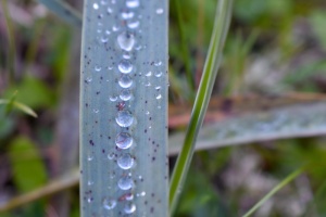 formentera、green、water、drops、plant、balearic islands、湿气、湿度