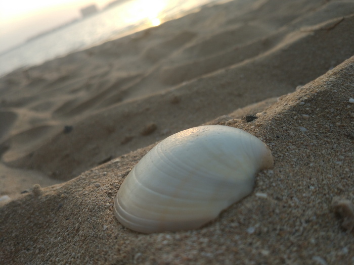 贝壳，沙子，海洋，陆地，贝壳，海滩，特写，动物和野生动物