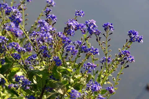 花,蓝色,包括一只大蓝鹭,花坛,花园,nots,minor,花 花,蓝色,包括一只大蓝鹭,花坛,花园,nots,minor,花