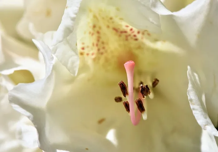白色，百合花，微距摄影，杜鹃花，杜鹃花蕾，杜鹃花，白色杜鹃花，杜鹃花蕾