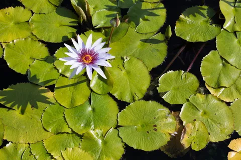 睡莲上的白花 睡莲上的白花