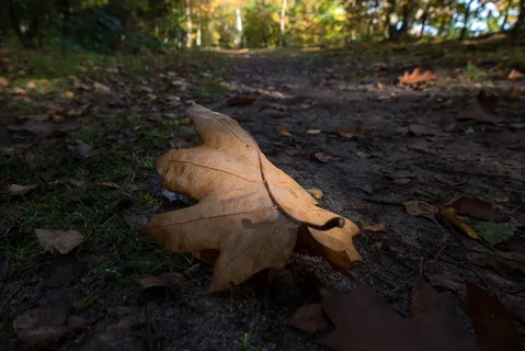 ermelo, 荷兰, 森林, 通路, 特写, 光, 徕卡, d-lux (type 109)