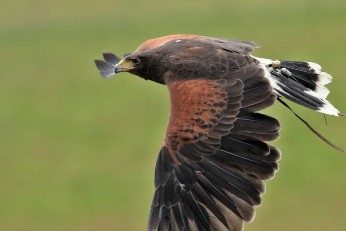 哈里斯鹰，猎鹰，哈里斯，鸟，猎人，捕食者，野生动物，猛禽