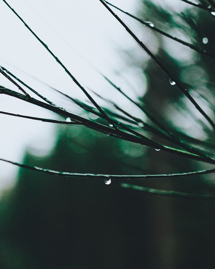 茎的选择性聚焦