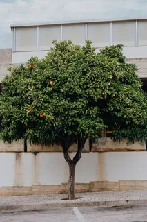 树上的橘子，拉各斯，葡萄牙