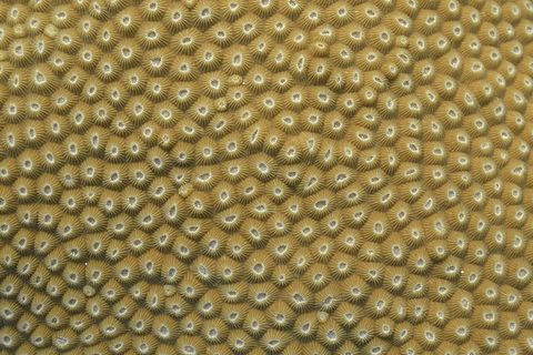 珊瑚、自然、珊瑚礁、海洋、水生、动物、全框架、背景