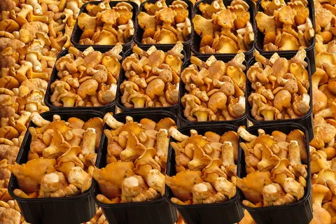 蘑菇、水果、食品、自然、新鲜、野生、串、食品和饮料 蘑菇、水果、食品、自然、新鲜、野生、串、食品和饮料