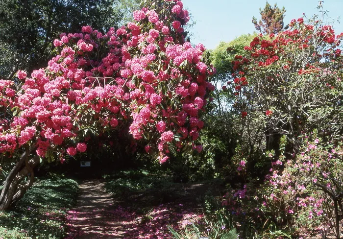 mendocino，美国，加利福尼亚州，植物，花，开花植物，生长，自然之美