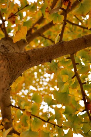 阳光, 颜色, 银杏, 秋天, 叶子, 树枝, 树, 温暖